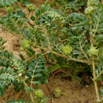 Tribulus terrestris (Gokshura) Fruits Powder