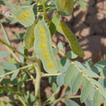Cassia angustifolia (Senna) Pods C&S