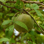 Aegle marmelos (Bael Fruit) Fruits Granules