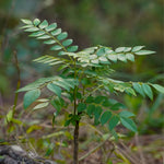 Murraya koenigii (Curry Leaves) Leaf TBC