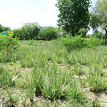Aloe barbadensis (Aloe Vera) Leaves Granules