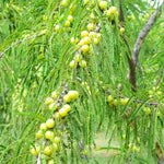 Phyllanthus emblica (Amla) Fruits C&S