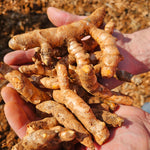 Curcuma longa (Turmeric) Rhizome Slices TBC