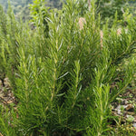 Alkanna tinctoria (Ratanjot) Root C&S