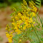 Cassia angustifolia (Senna) Leaves