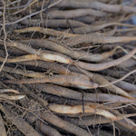 Asparagus racemosus (Shatavari) Roots TBC
