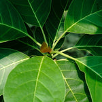 Terminalia bellirica (Bibhitaki) Seedless Fruits Powder