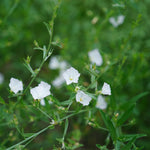 Convolvulus pluricaulis (Shankhpushpi) Whole Plant TBC