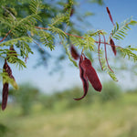 Acacia concinna Shikakai Pods