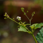 Boerhavia diffusa (Punarnava) Roots Granules