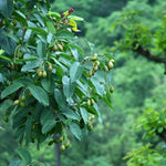 Terminalia chebula (Haritaki Fruit) Seedless Fruits C&S