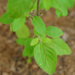 Ocimum basilicum (Rama tulsi) Leaves TBC
