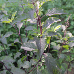 Ocimum sanctum (Krishna tulsi) Leaves TBC