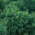 Terminalia chebula (Haritaki) Seedless Fruits Powder