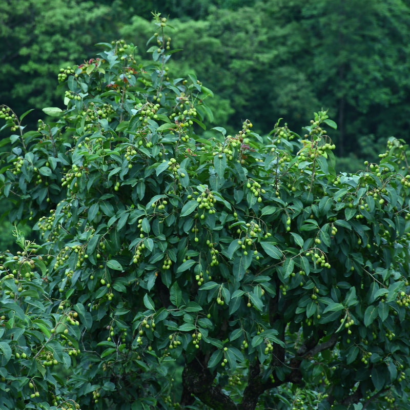 Terminalia chebula (Haritaki) Seedless Fruits Powder| Cultivators Natural
