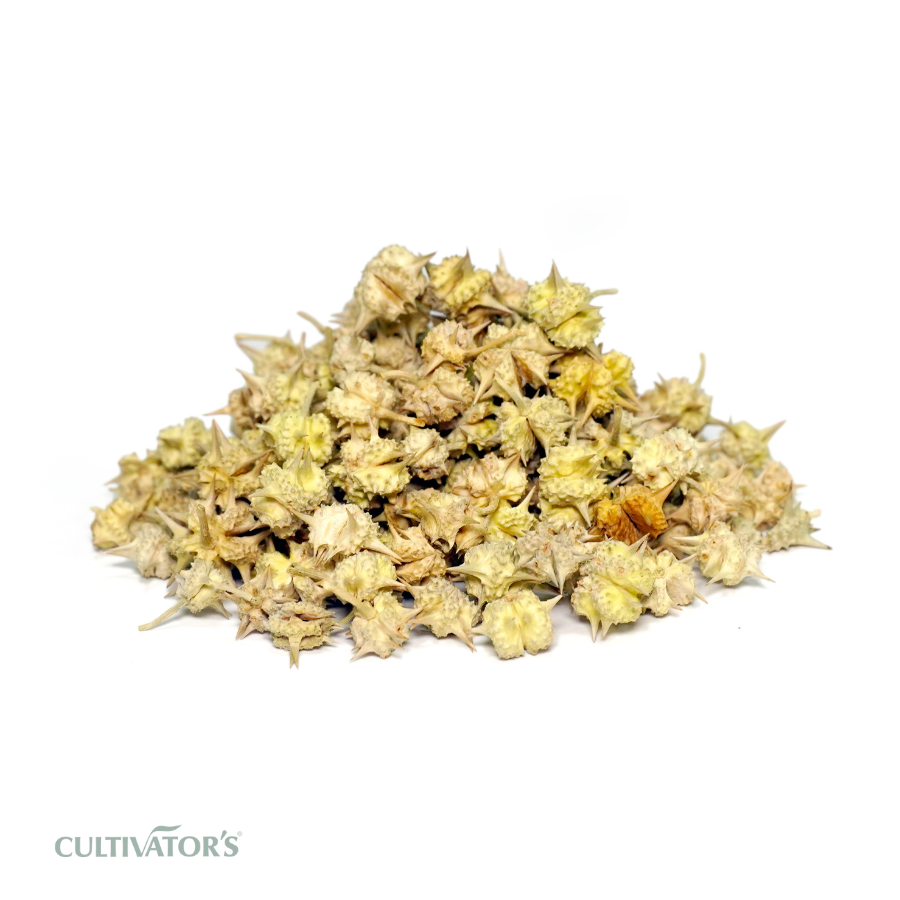 Organic Large Gokhru Fruits