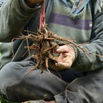 Rhubarb Powder (Rheum emodi)