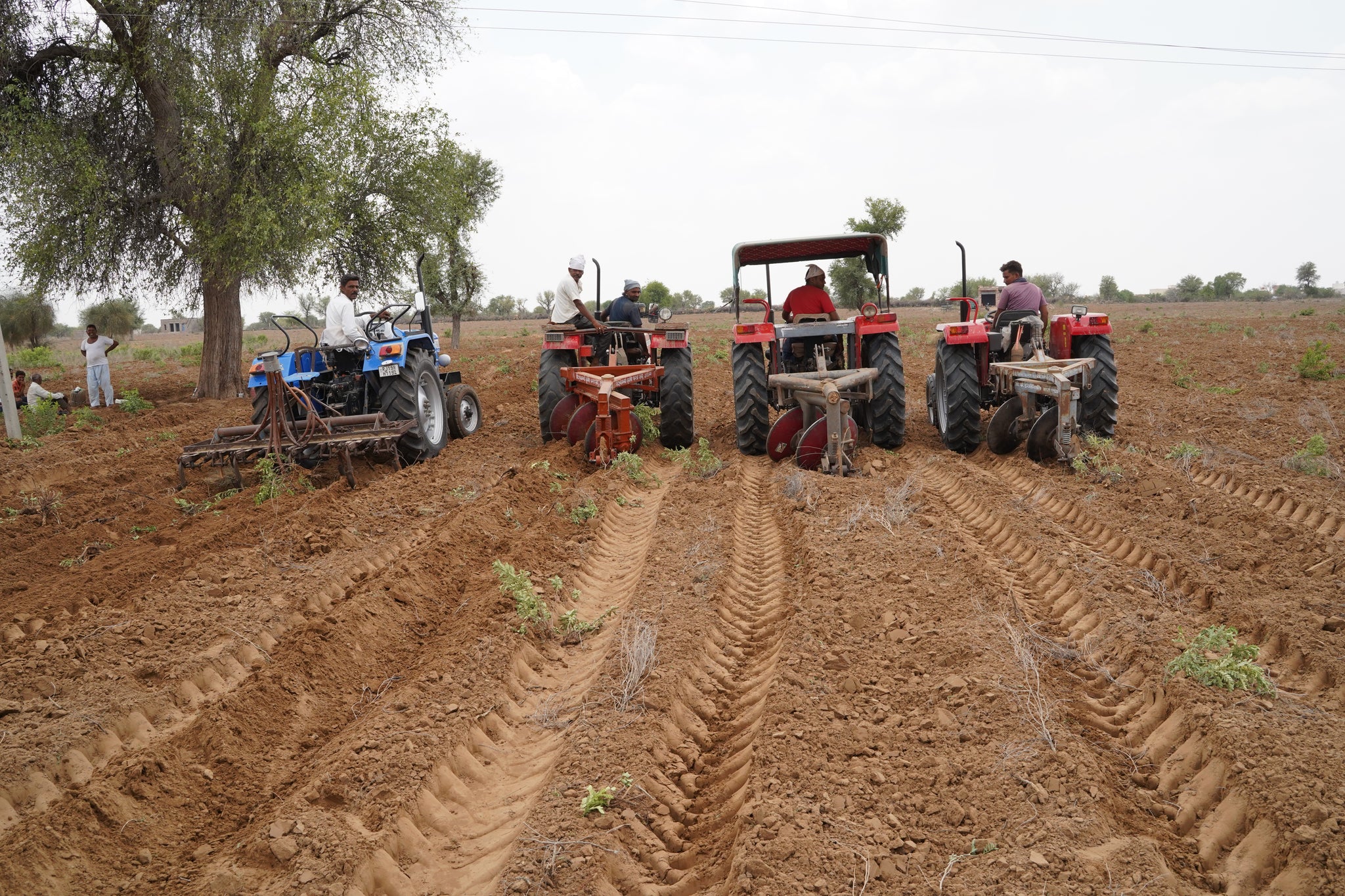 Origin & Cultivation