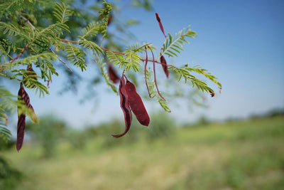Shikakai Pods Powder