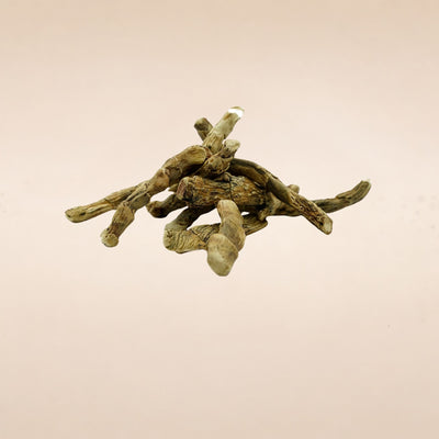 Acorus calamus (Vacha ) Rhizome