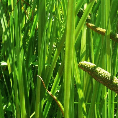 Acorus calamus (Vacha ) Rhizome