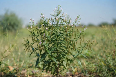 Andrographis paniculata (Kalmegh ) Whole Plant