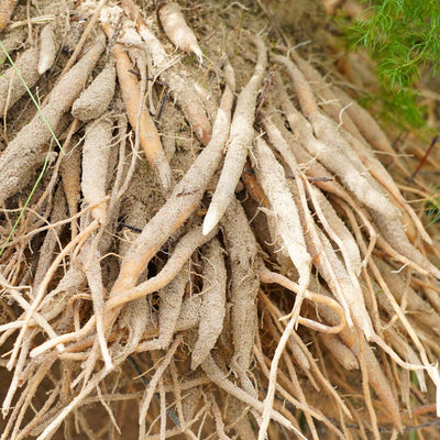 (Shatavari) Roots Powder