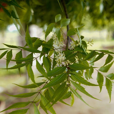 (Neem) Leaves C&S