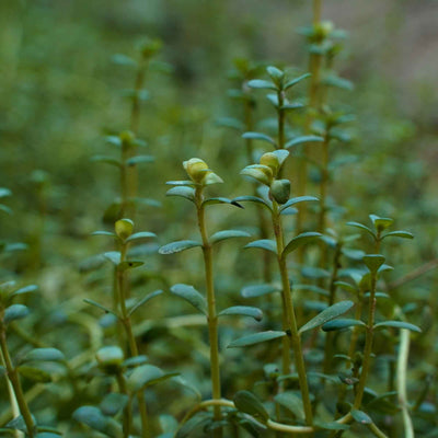 (Brahmi) Whole Plant Powder