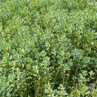 (Brahmi) Whole Plant TBC