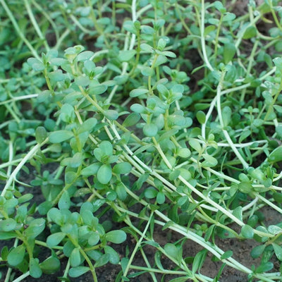 (Brahmi) Whole Plant