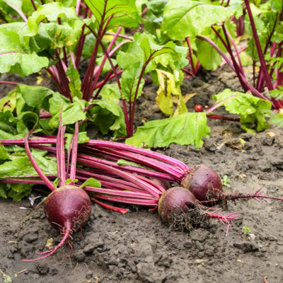 Beetroot Root Granules