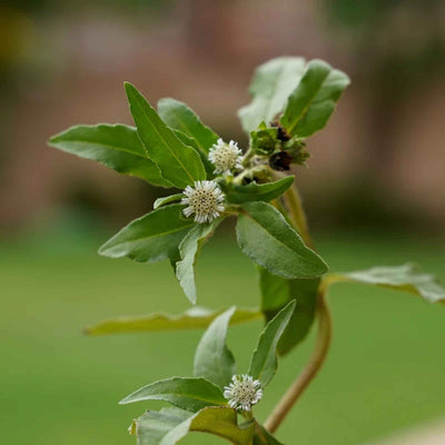 Bhringraj Powder (Eclipta alba)