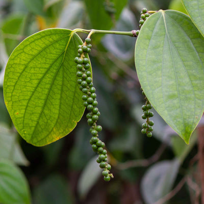 (Black Pepper) Seeds Powder
