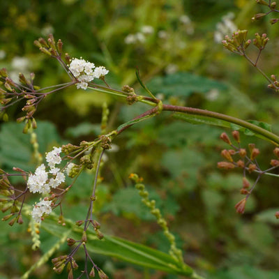 Boerhavia diffusa (Punarnava) Roots Powder
