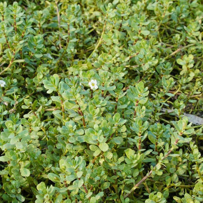 (Brahmi) Whole Plant C&S