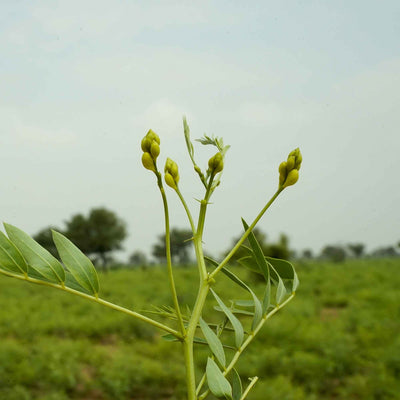 Cassia auriculata (Cassia/Neutral Henna) Leaves Powder 