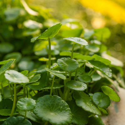(Gotu Kola) Leaves Powder