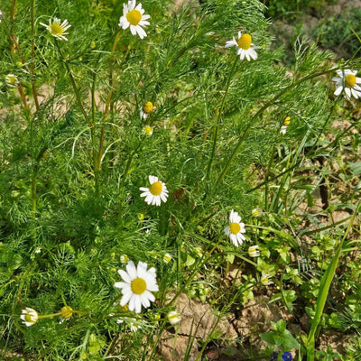 Matricaria chamomilla (Chamomile) Flowers