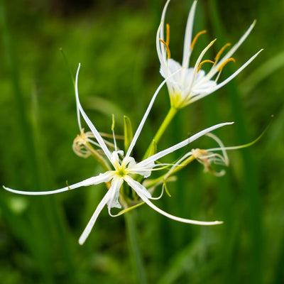 (Safed Musli) Roots Powder