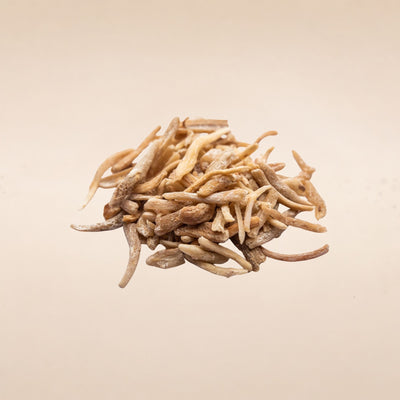 (Safed Musli) Rhizome