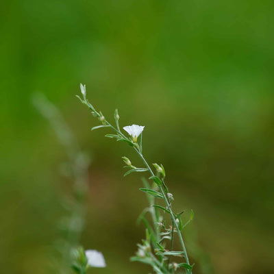 Convolvulus pluricaulis (Shankhpushpi ) Whole Plant