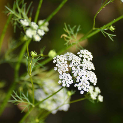 Cuminum cyminum (Cumin) Seeds 