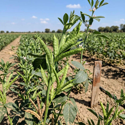 Cyamopsis tetragonoloba (Guar) Gum Split