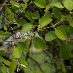 Ziziphus jujuba (Jujube) Leaves