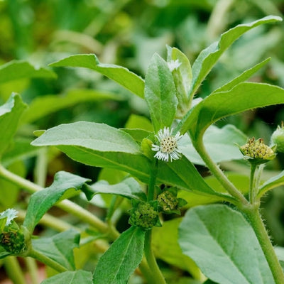Eclipta alba (Bhringraj) Whole Plant C&S