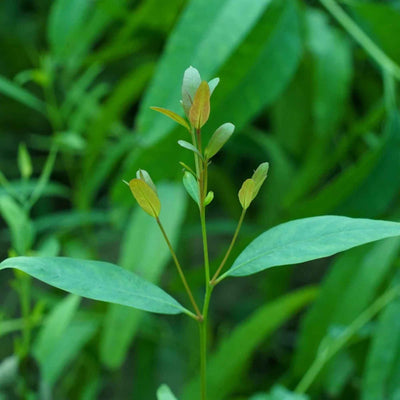 Eucalyptus Tablet (Eucalyptus globulus)