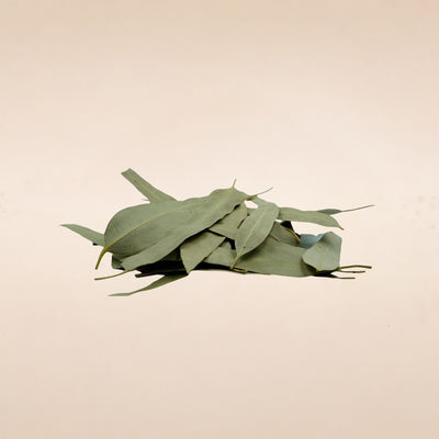 Eucalyptus globulus (Eucalyptus) Leaves