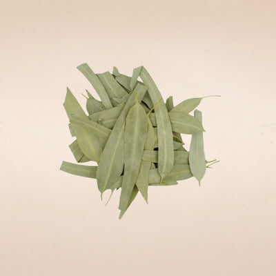 Eucalyptus globulus (Eucalyptus) Leaves