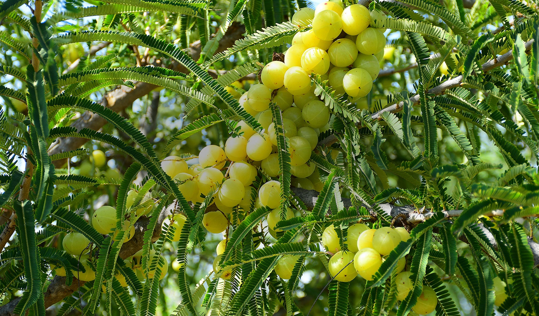 Where Nature and  Humanity Grow  Together